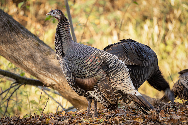 Turkey