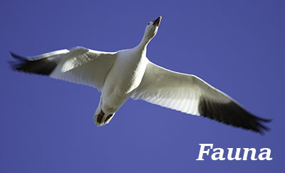 Snow Goose in Flight