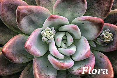 Closeup of a succulant